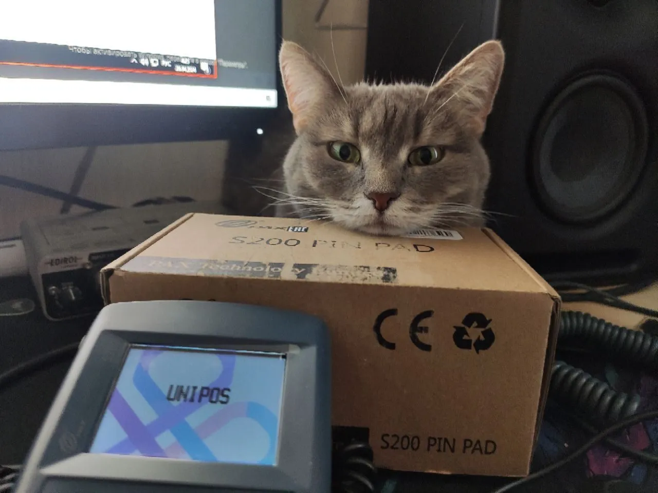 A random cat