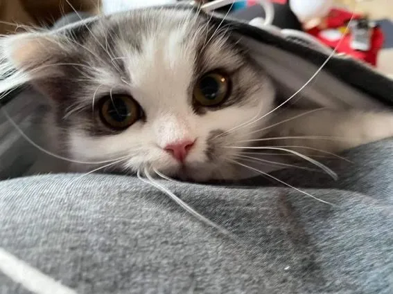 A random cat