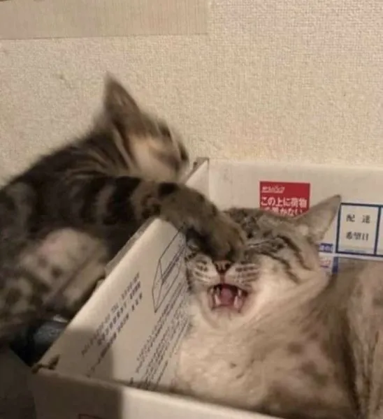 A random cat